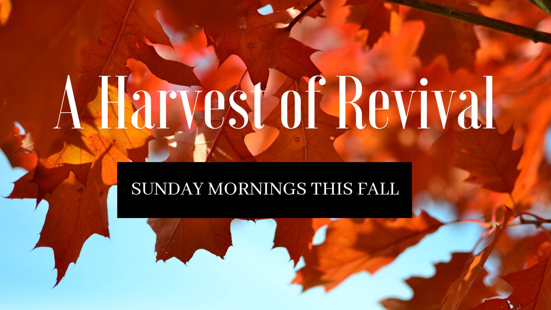 Series: <span>A Harvest of Revival</span>